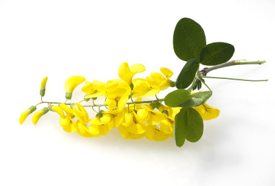 金链花;vulgare