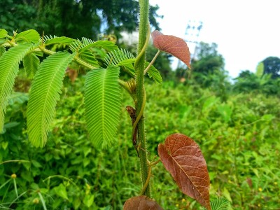 死在杂草茎上的蚱蜢