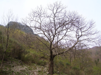 山区