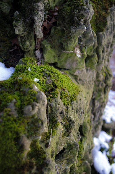 生活在冰雪之下