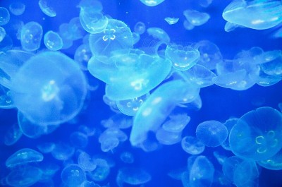 水母