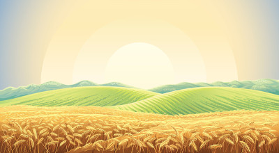夏季景观与麦田小麦