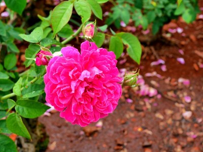 花园里的玫瑰