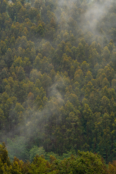 墙纸上的树在山上满是薄雾。在Lekeitio旁边的ispaste的春天，Bizkaia的风景。巴斯克
