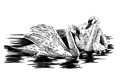 手绘天鹅，素描图形，单色插图
