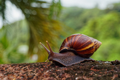非洲巨蜗牛(Giant Land Snail - Achatina fulica)是非洲巨蜗牛科的一