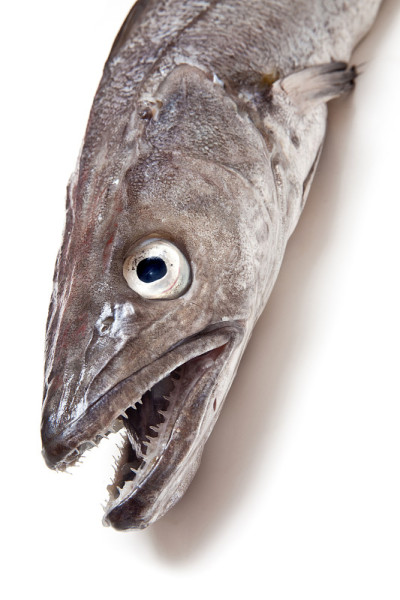 鳕鱼鱼