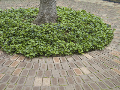 公众休憩用地种植