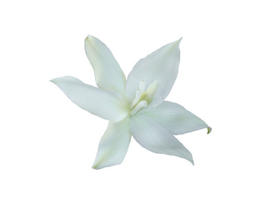 丝兰的白色花。