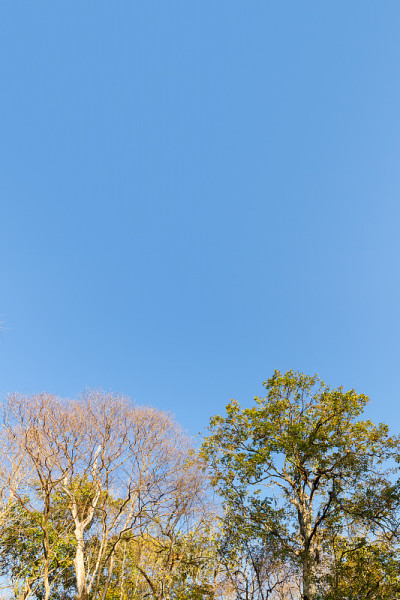 树顶蓝天