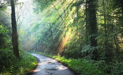 森林道路在一个绿色的雾蒙蒙的森林与阳光的背景。德国奥斯纳布吕克
