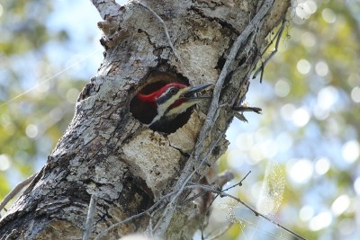 Pileatedd Woodpecker