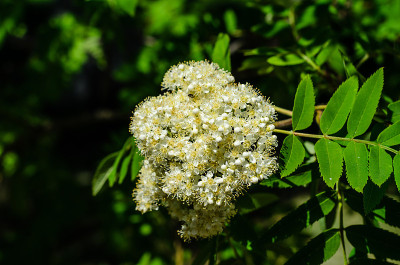 花梨树开花的树枝