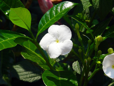 纸风车绉茉莉花