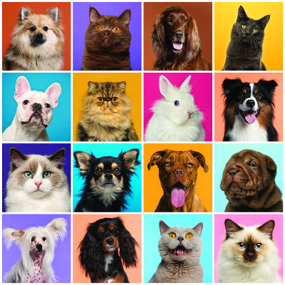 狗和猫的头部组成