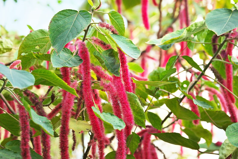 Acalypha