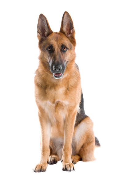 德国牧羊犬