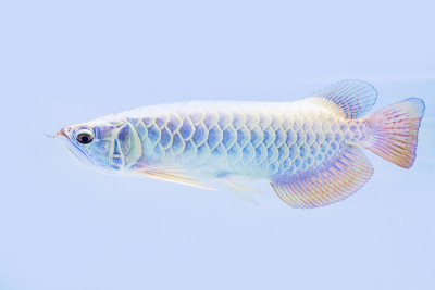 Arowana fish view in close up isolated background