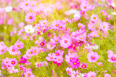 粉红色的宇宙花在花园里很美丽