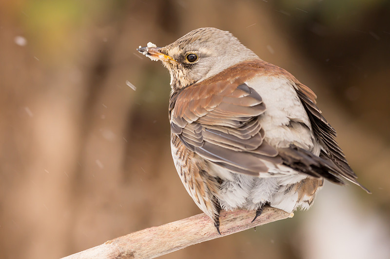 田野fare (Turdus pilaris)画眉鸟近距离