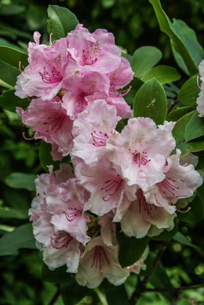 春天的鲜花，吉威尼，法国