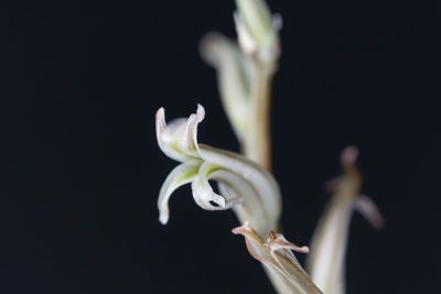 兰花的花