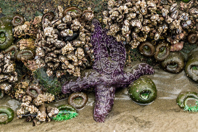 奥林匹克半岛海洋生物