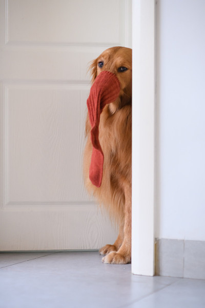 金毛猎犬在门口