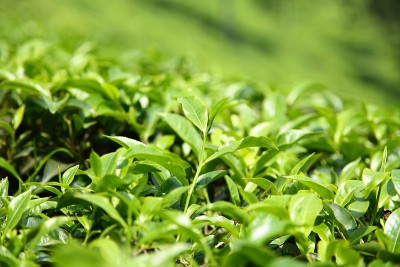 鲜绿茶种植园