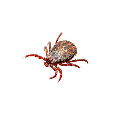 脑炎病毒或莱姆病，Borreliosis Disease或Monkey Fever传染性革蜱蜱蛛形寄