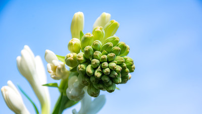 块茎状的花