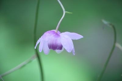 荷花在小雨中绽放