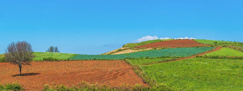 缅甸掸邦品达雅农村地区丘陵农业作物田的全景景观