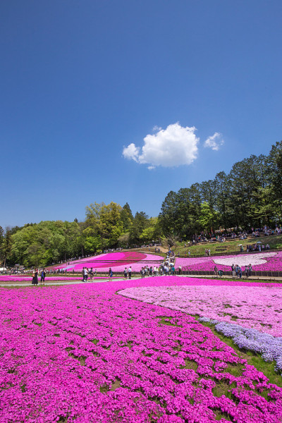 一边开花的夹竹桃(埼玉日山公园)
