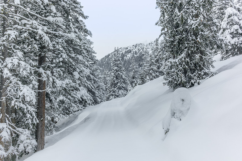 在瑞士阿尔卑斯山阿尔瓦努的高山和森林中滑雪旅游