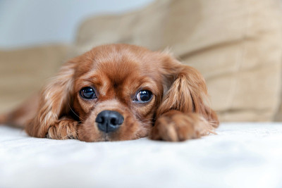 可爱的骑士犬小狗