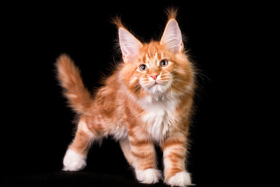 可爱可爱的缅因猫在黑色的背景。