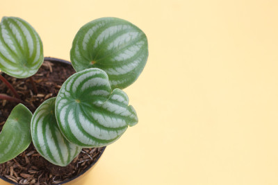 西瓜豆瓣绿属植物
