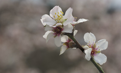 春暖花开在藏红花里。Karabuk、土耳其
