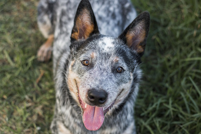 年轻的澳大利亚牧牛犬(蓝色heeler)躺在草地上看着相机嘴张开他的脸的特写嘴张开