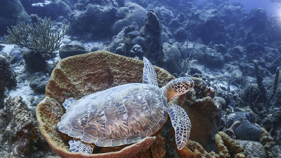 绿海龟在珊瑚礁碧绿的海水中休息。加勒比海/库拉索岛