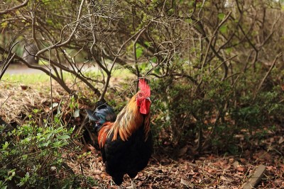 红junglefowl