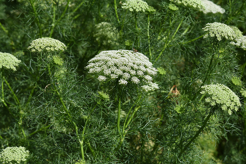 毕晓普赫伯;ivisnaga;艾米;Khella