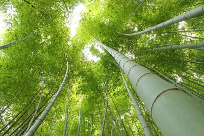 日本竹(四)