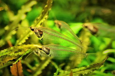 水族馆玻璃鲶鱼。