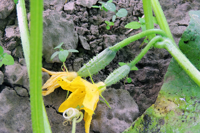 花园里有黄瓜