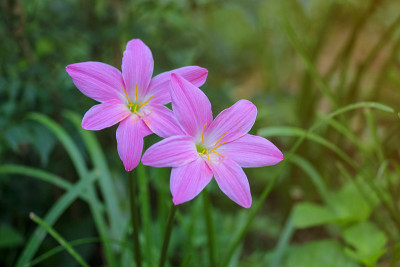秋水仙俗称秋、番红花、草甸