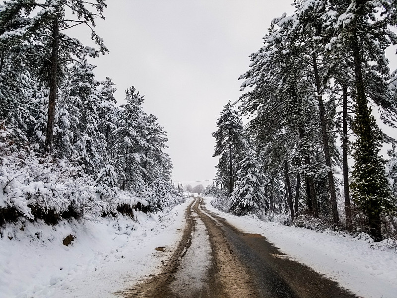 土耳其sinop的冬天与白雪覆盖的树木。森林与雪景。