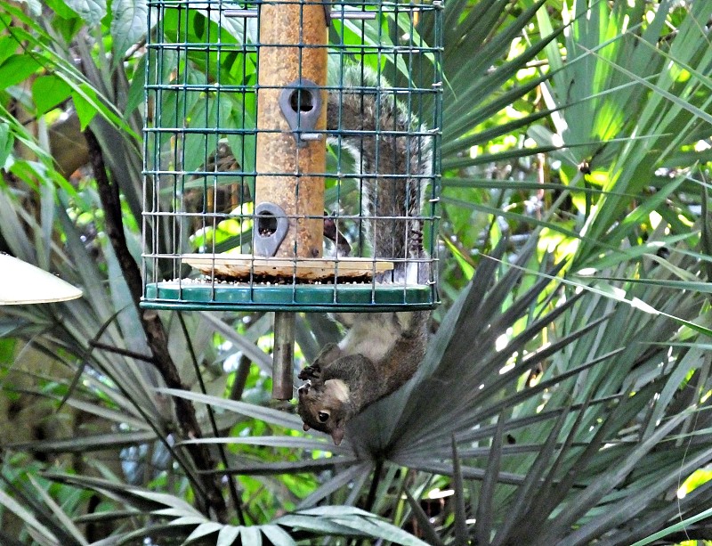 灰松鼠(Sciurus carolinensis)倒挂在鸟类喂食器上