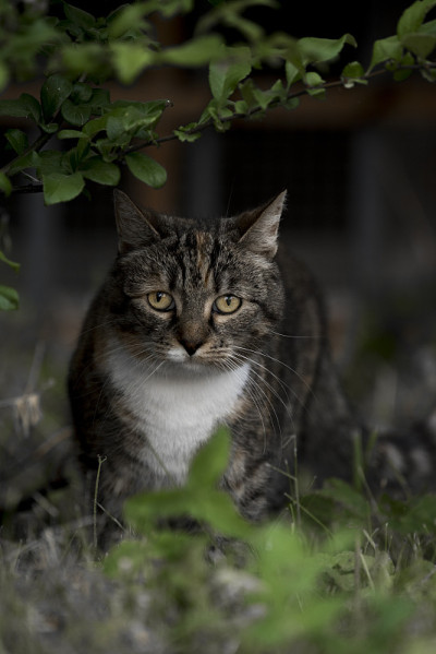 猫